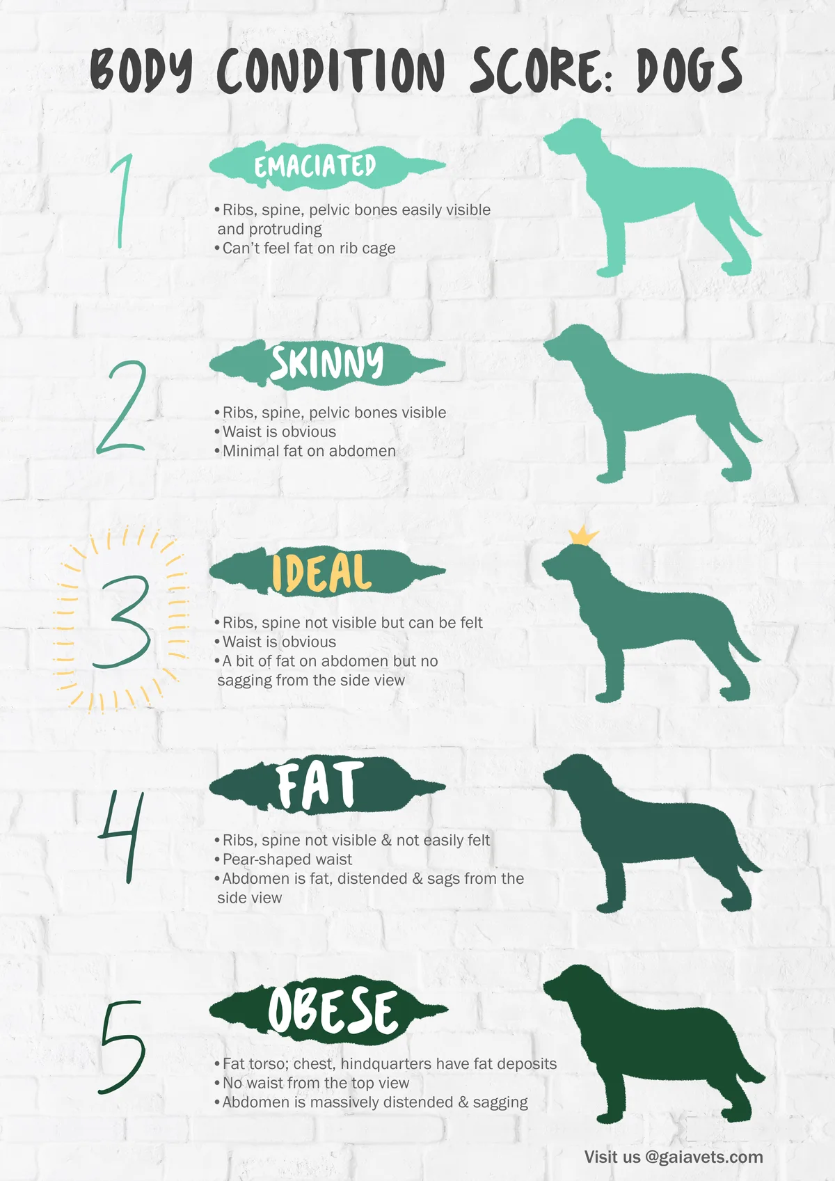 body condition score