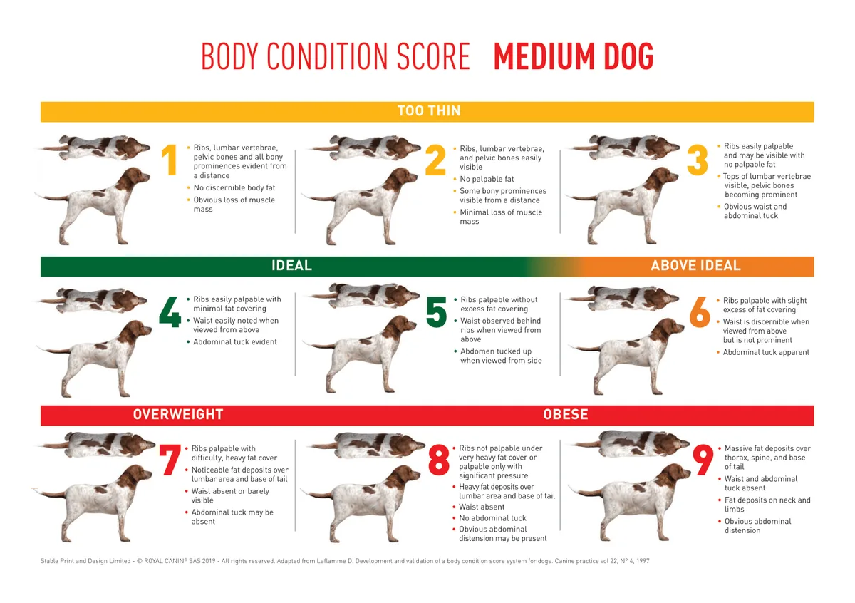 Body Condition Score