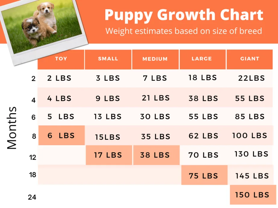 breed size categories