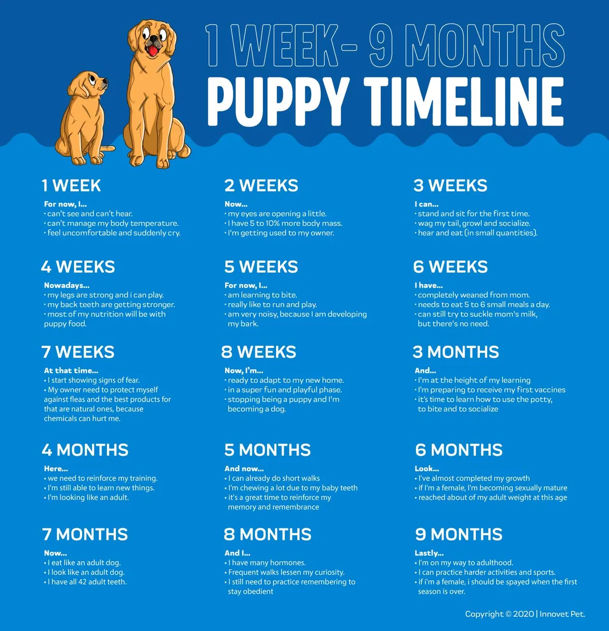 breed size categories