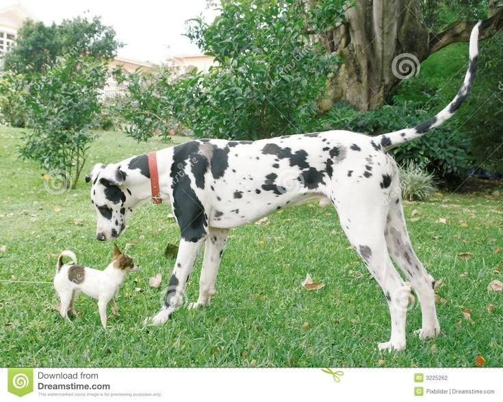Breed size categories