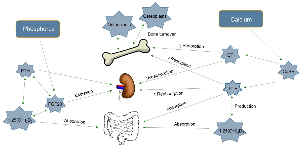 calcium chelation interactions