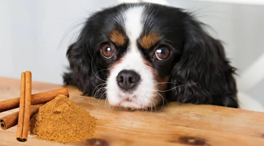 can dogs eat food with cinnamon