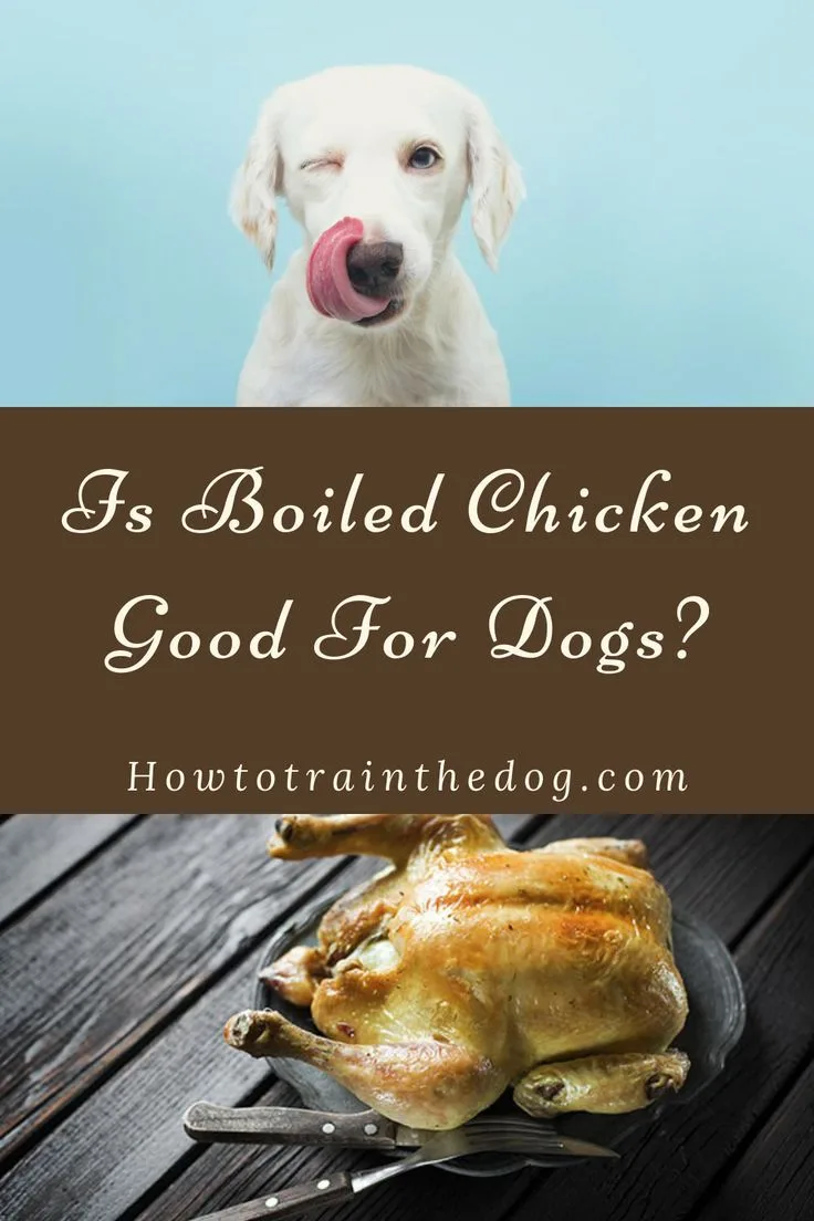 can dogs have human food