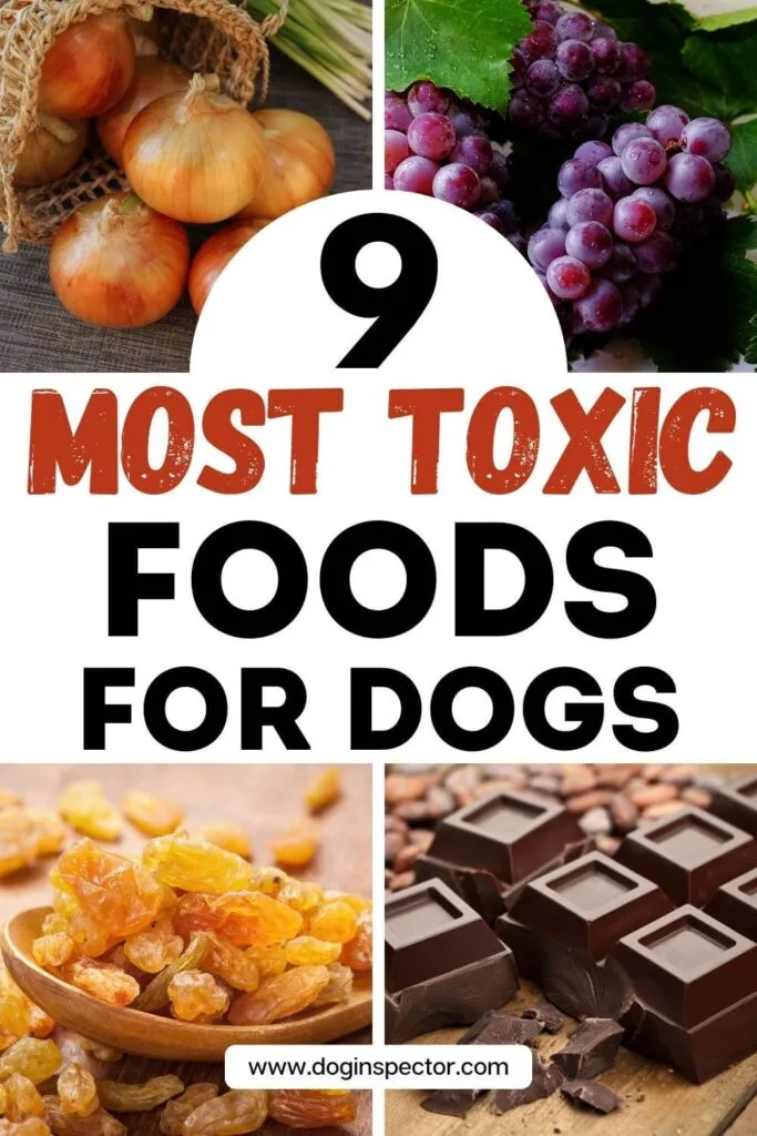chocolate toxicity in dogs