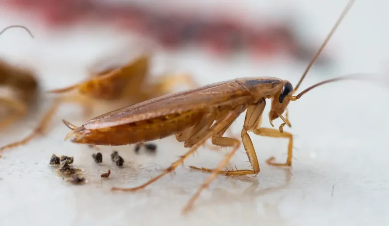 does dog food attract roaches