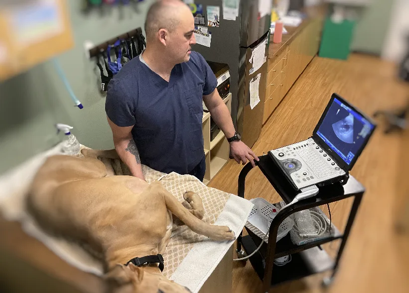 FDA investigation into non-hereditary canine dilated cardiomyopathy (DCM)