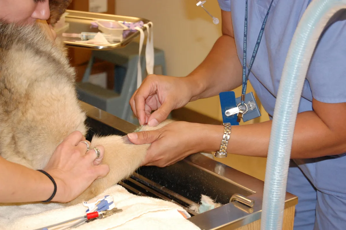 Fluid therapy