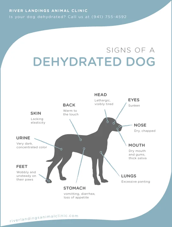 how long can a dog go without water and food