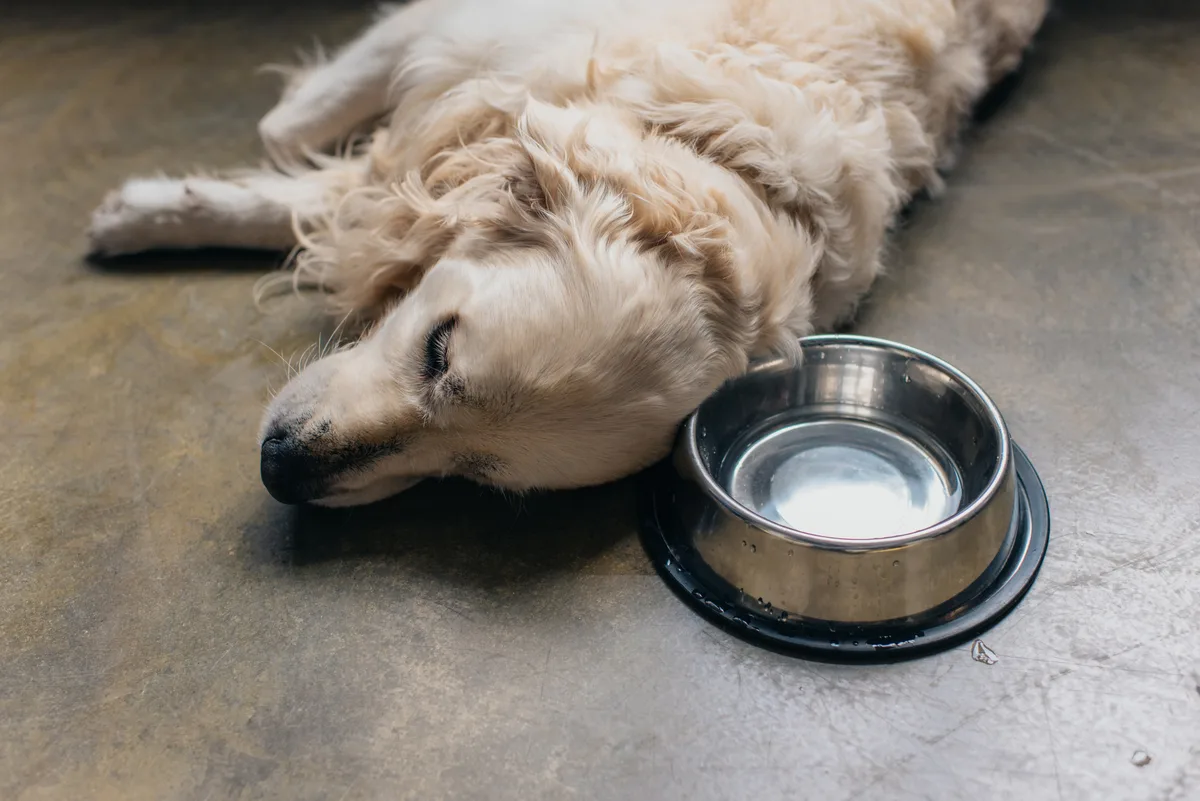 how long can a dog survive without food and water