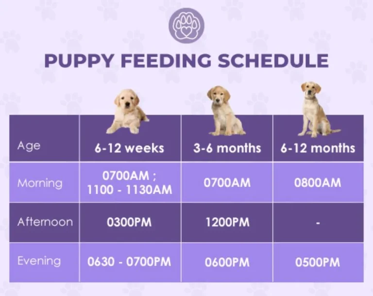 how long does a dog eat puppy food