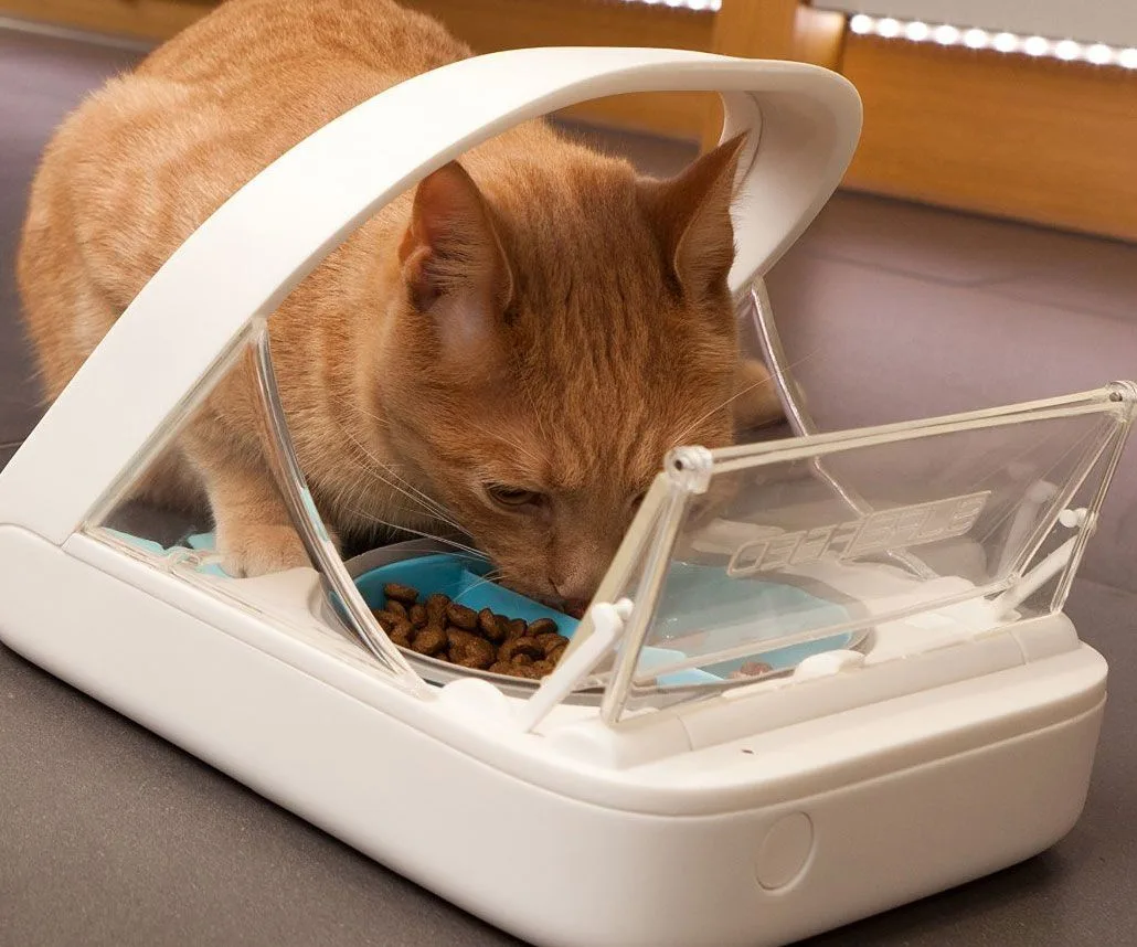 multi-pet household feeding tips