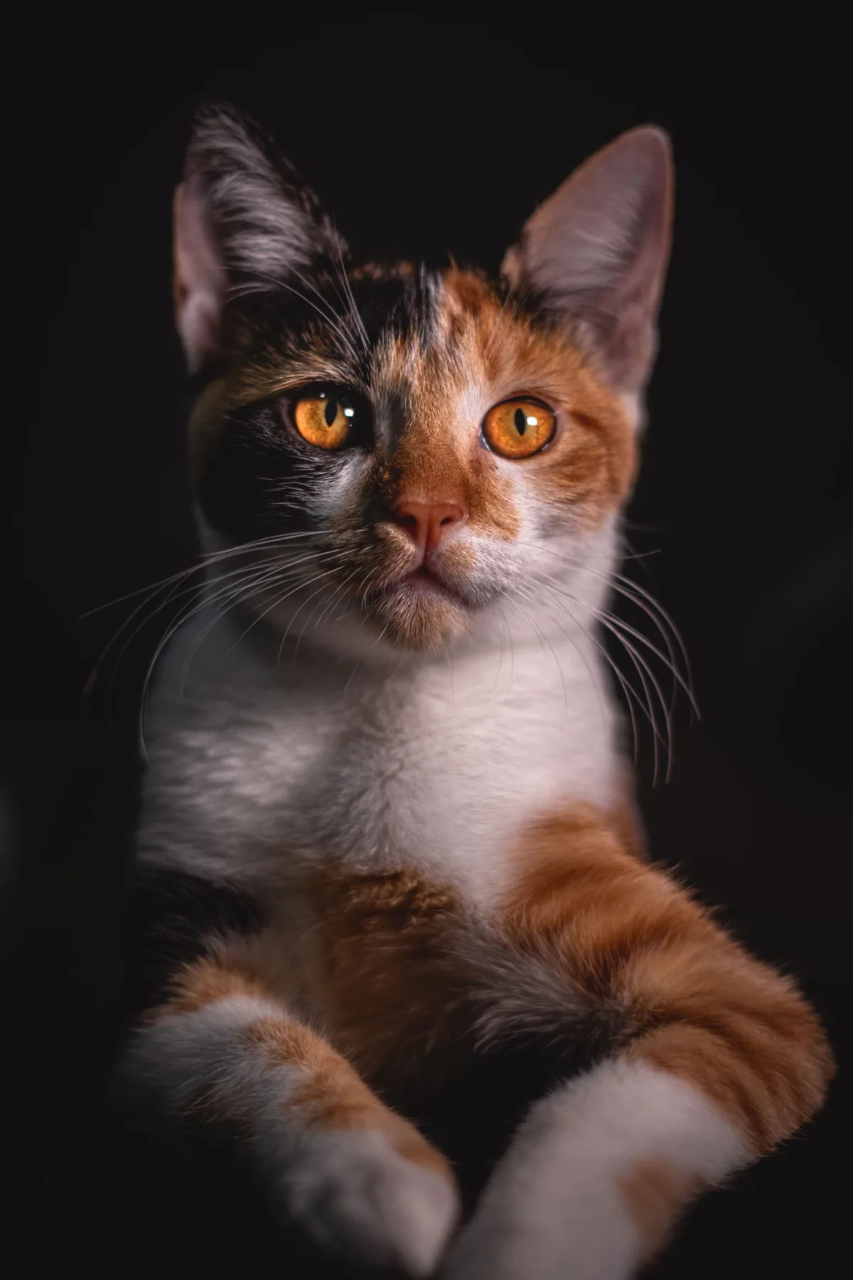 obligate carnivore