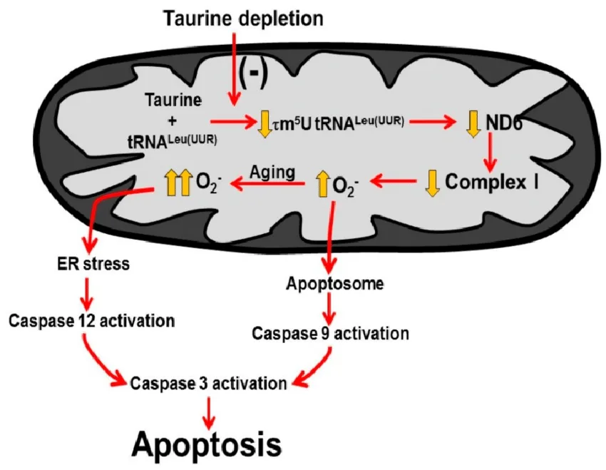Taurine deficiency