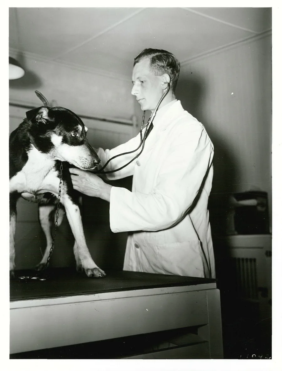 veterinary nutritionist