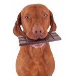 what foods can cause seizures in dogs