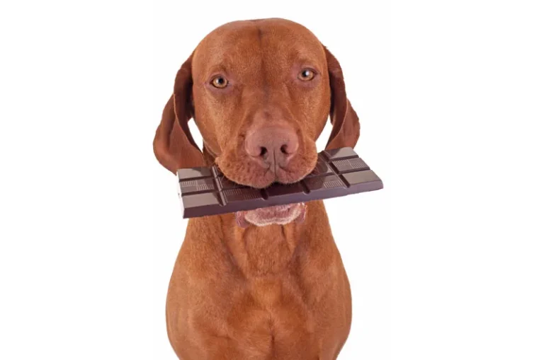 what foods can cause seizures in dogs