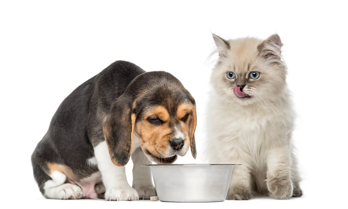 what happens if a dog eats cat food