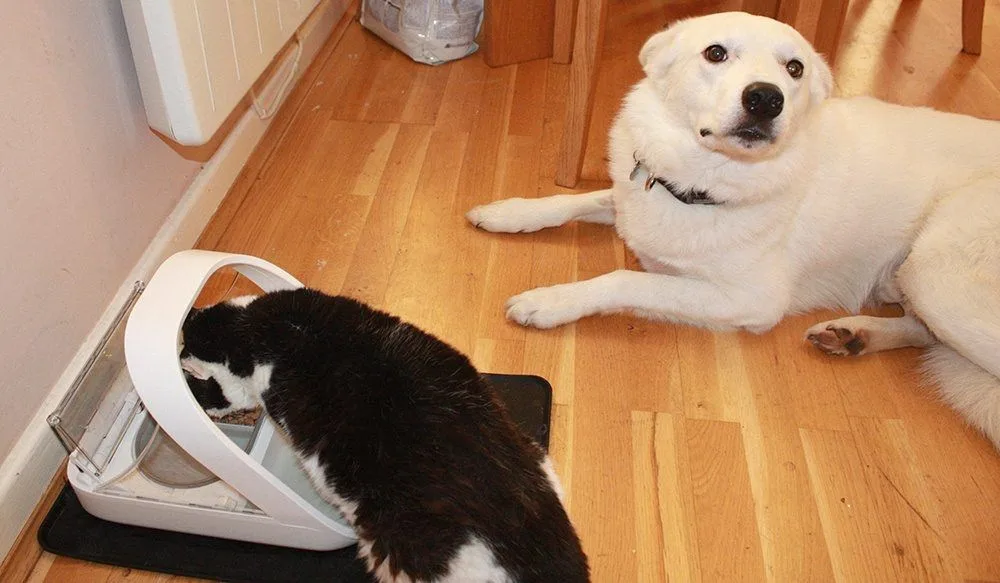 what happens if my dog eats cat food