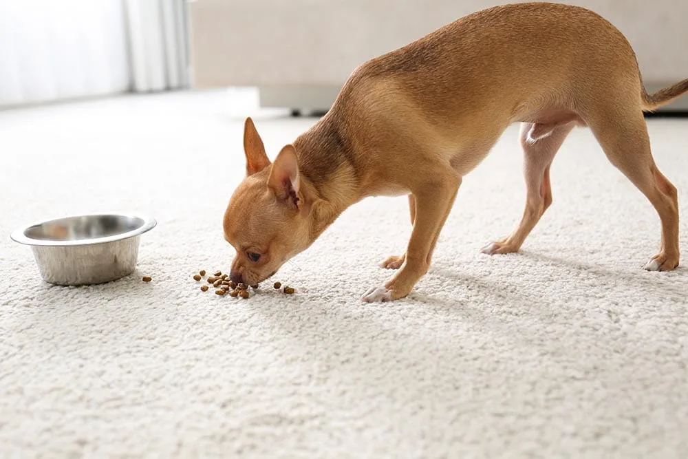 why did my dog stop eating his food