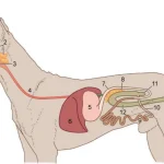 canine digestion