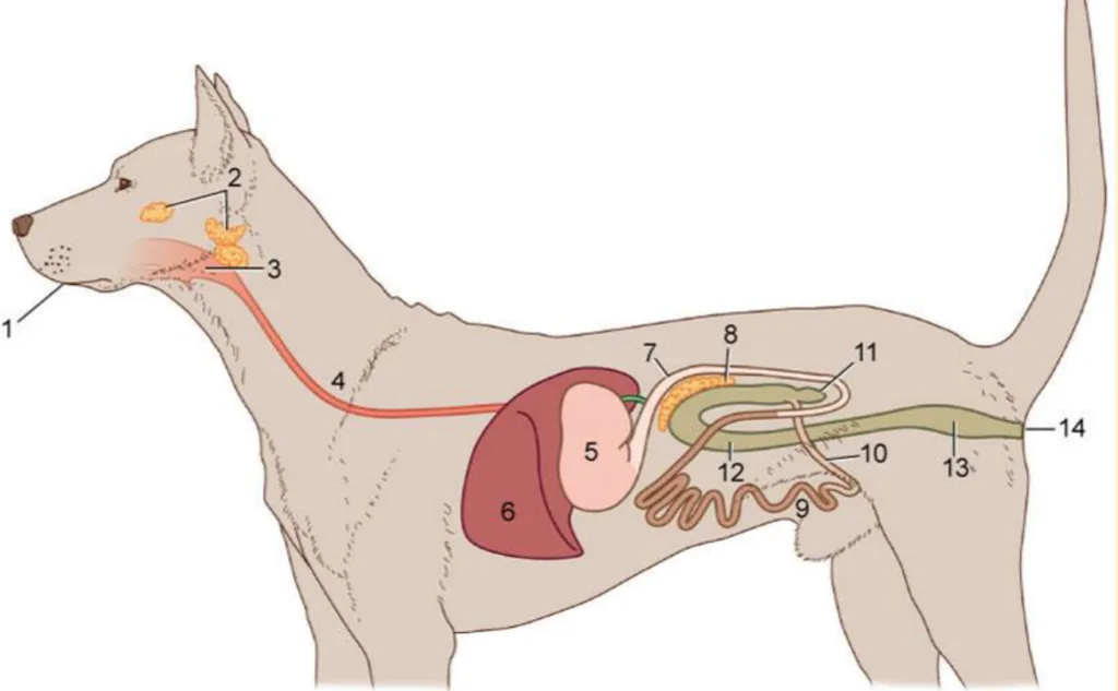 canine digestion